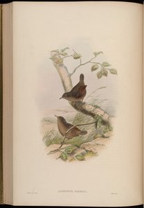 Anorthura formosa = Spelaeornis formosus de John Gould